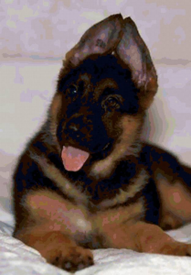 Немецкая овчарка - друг, собака, щенок, верность, преданность - предпросмотр