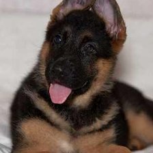 Схема вышивки «Немецкая овчарка»