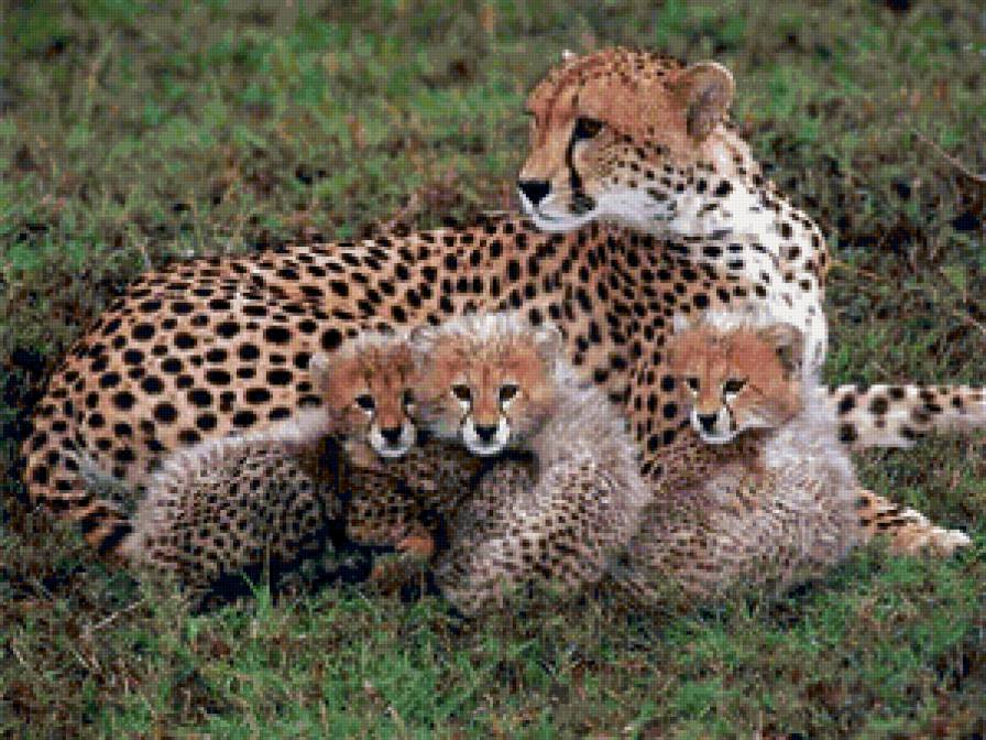 Гепард - хищники, кошачьи - предпросмотр