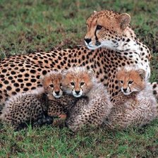 Схема вышивки «Гепард»