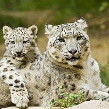 Схема вышивки «Ирбис»