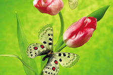 Схема вышивки «бабочка»