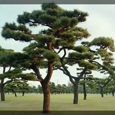 Схема вышивки «Деревья»