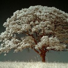 Схема вышивки «Дерево»