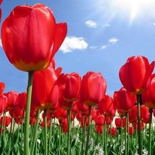 Схема вышивки «Тюльпаны»