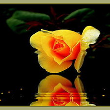 Схема вышивки «роза»