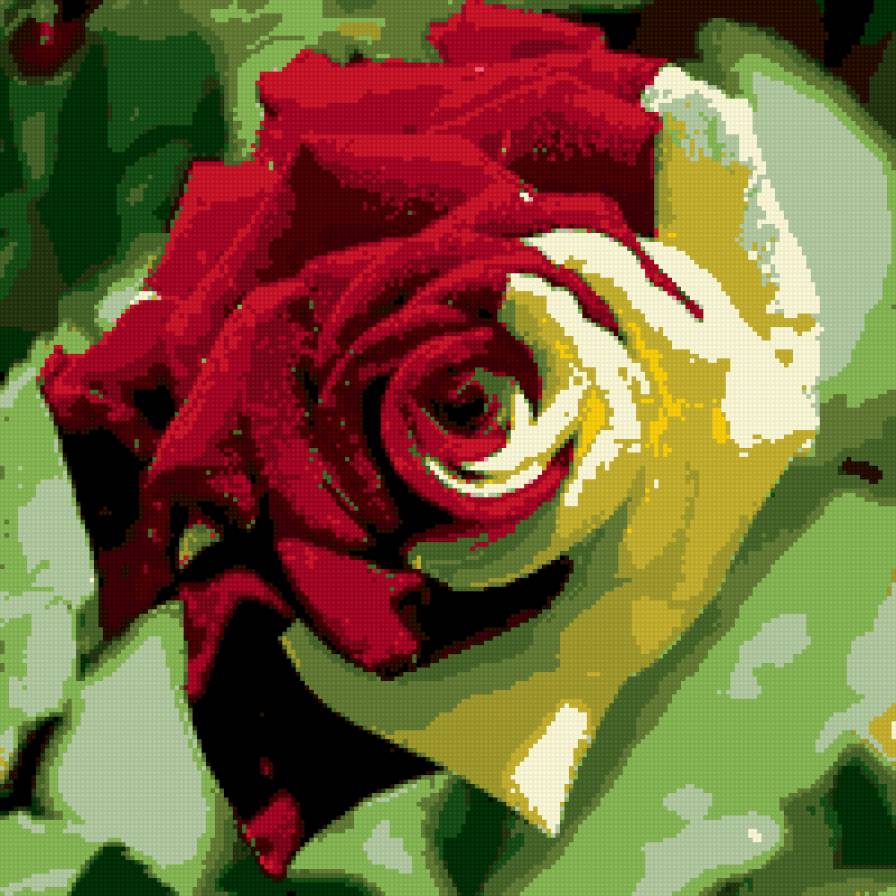 роза - роза, цветы - предпросмотр