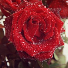 Схема вышивки «роза»