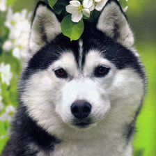 Схема вышивки «Хаска»