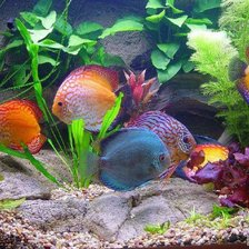 Схема вышивки «рыбки»