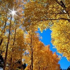 Схема вышивки «осень золотая2»