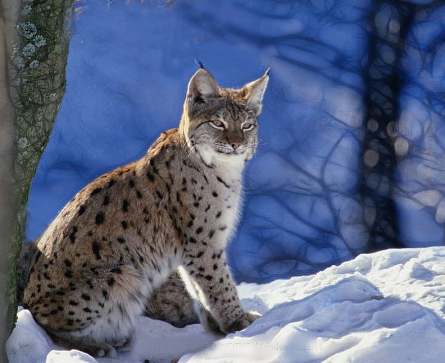 дикая кошечка - рысь - оригинал