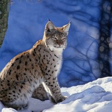 Схема вышивки «дикая кошечка»