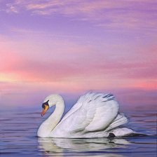 Схема вышивки «белый лебедь»