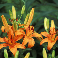 Схема вышивки «№139109»