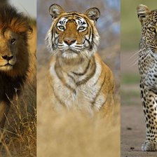 Схема вышивки «Великолепная тройка»