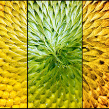 подсолнух 2