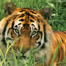 Схема вышивки «№139553»