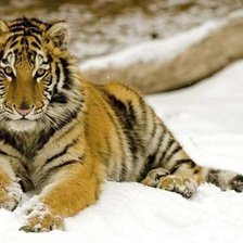 Схема вышивки «№139561»