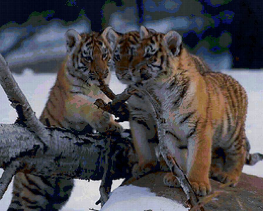 №139717 - тигрята - предпросмотр