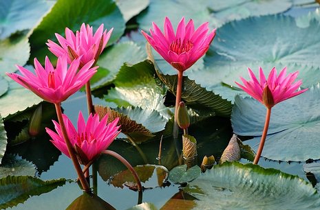 Розовые лотосы - кувшинки, цветы, водяные лилии, вода - оригинал