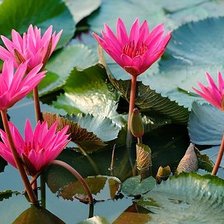 Розовые лотосы