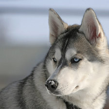 Схема вышивки «ВОЛК»