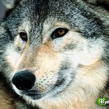 Схема вышивки «ВОЛК..»