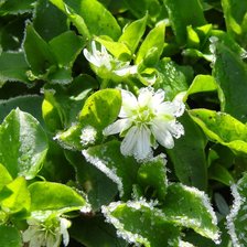 Схема вышивки «Цветы заснеженные»