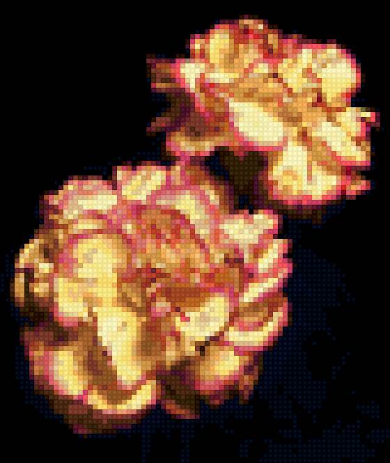 Две гвоздики 1 - цветы, гвоздика - предпросмотр