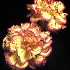 Схема вышивки «Две гвоздики 1»