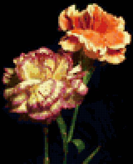 Две гвоздики 2 - цветы, гвоздика - предпросмотр