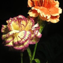 Две гвоздики 2