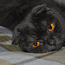 Схема вышивки «Shell.»