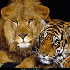 Схема вышивки «львы»