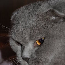 Схема вышивки «Shaitan»