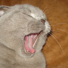 Схема вышивки «zivaka»