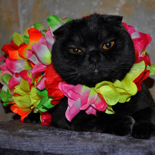 Схема вышивки «krasavac»