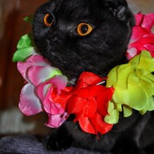 Схема вышивки «krasavec2»