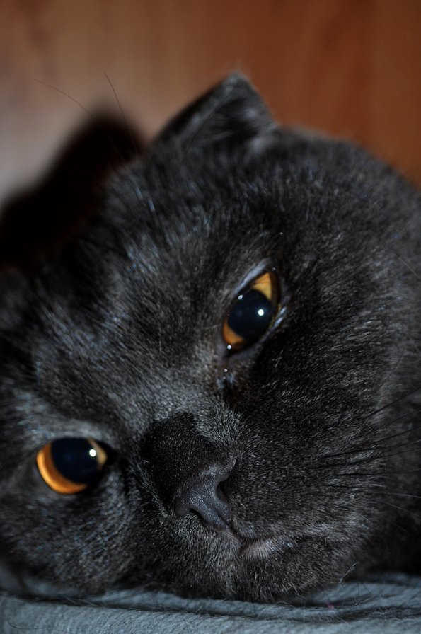 Shell - оригинал