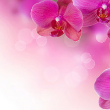 Схема вышивки «orhideja2»