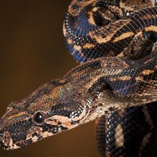 Схема вышивки «zmeja»