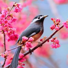Схема вышивки «Райская птица»