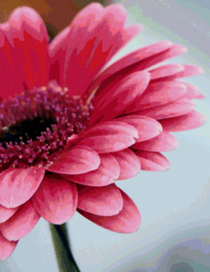 Цветок - 1 - растения, красота, цветы - предпросмотр