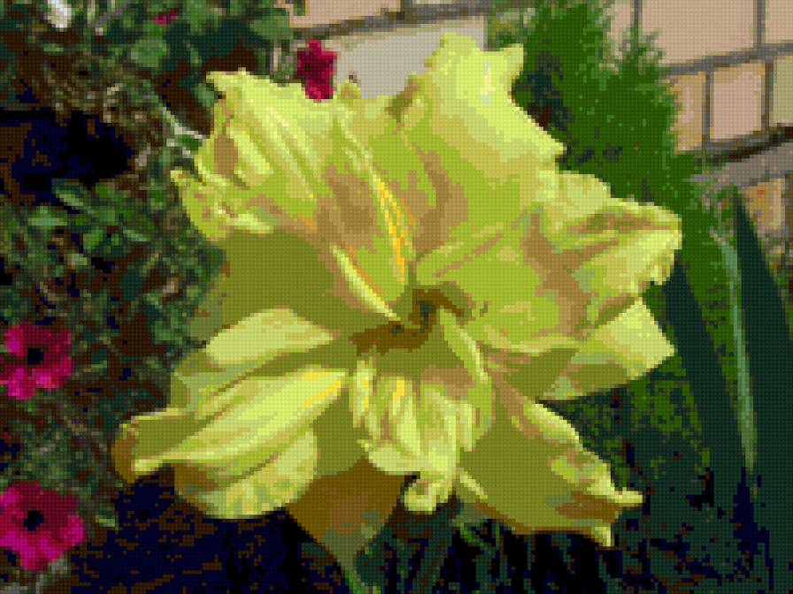 Мой лилейник - цветы - предпросмотр