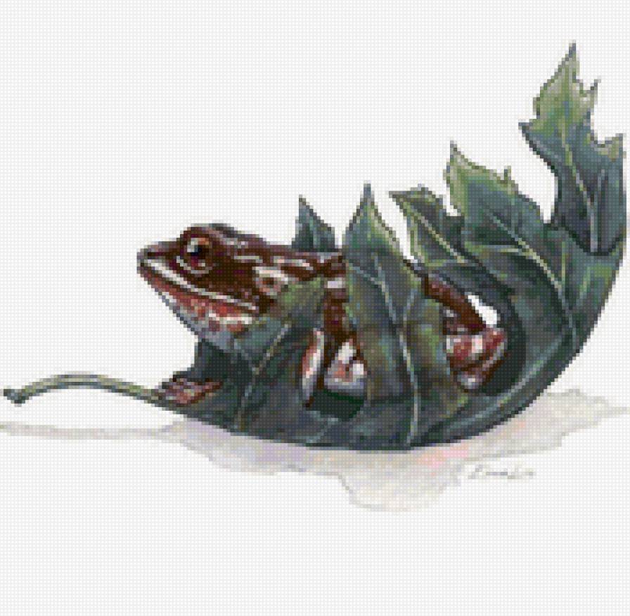 лягушка - предпросмотр