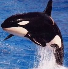 Схема вышивки «Касаточка»