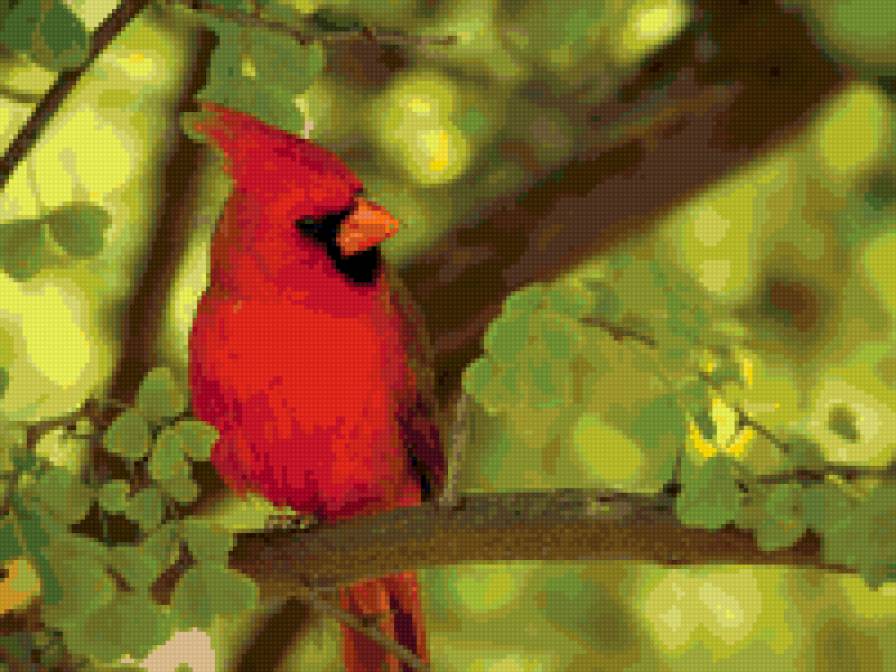 Красный кардинал - птицы, животные - предпросмотр