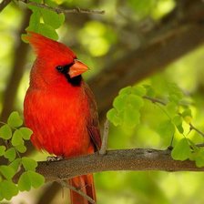 Схема вышивки «Красный кардинал»