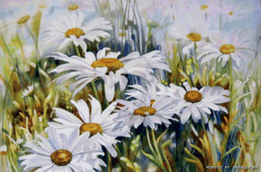 Летнее утро - цветы, ромашки - предпросмотр